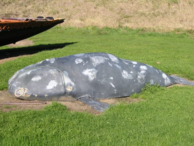 whangara-whale